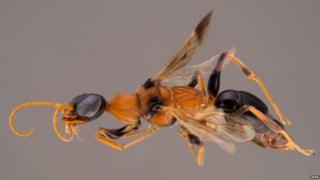 Dementor wasp