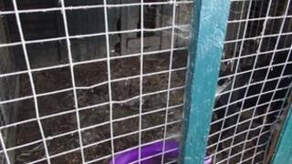 Kennels