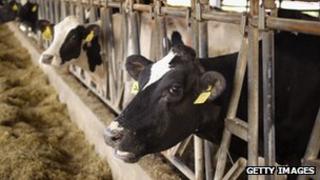 Dairy cows