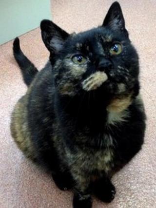 Brownie the cat