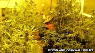 Cannabis plants