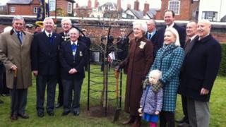 Oak being planted