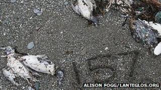 Dead birds on a beach at Lansallos