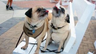 A pair of pug dogs getting a taste of Kohr Brothers Frozen Custard in Rehoboth Beach, Delaware on 19 June 2013