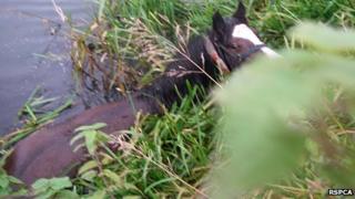 Bay mare in River Nene