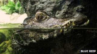Dwarf caiman at the Blue Reef Aquarium