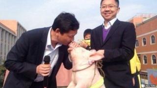 Pig kissing teacher