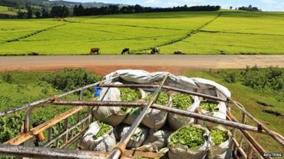 A tea estate in Kenya