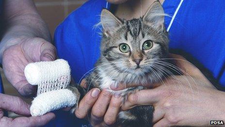 Cat being bandaged