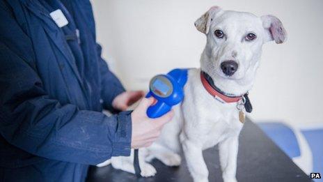 Dog having microchip checked