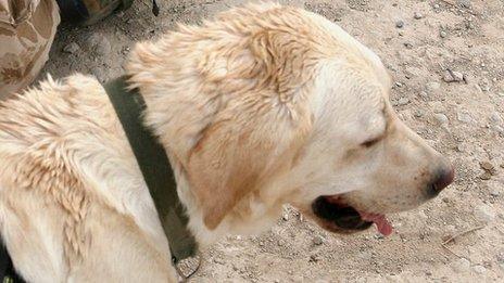 Sasha the dog
