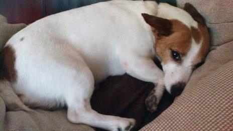 Jack Russell, Gunner