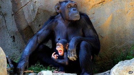Mother and baby chimpanzees at Los Angeles Zoo on 4 September 2013
