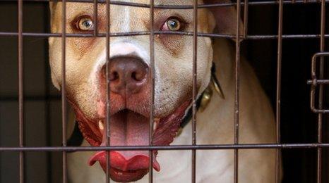Pit bull terrier