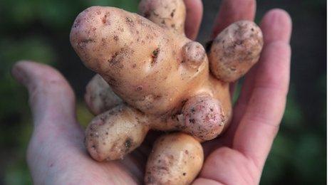 Misshapen potato