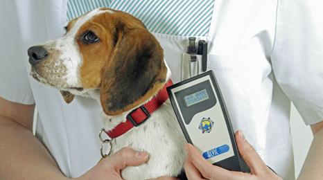 Dog having microchip checked