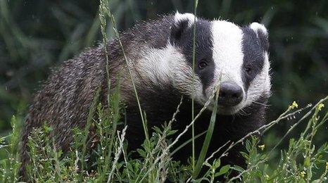 Badger