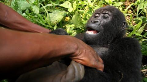 In Pictures The Life Of Ndakasi A Gorilla Who Went Viral BBC News