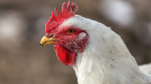 Hen