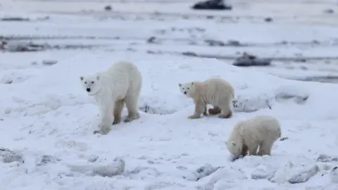 Adult polar bear with two cubs in the snow.