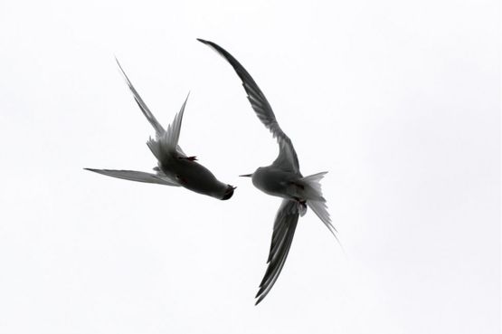 Arctic terns in flight