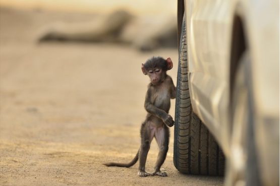 A juvenile baboon