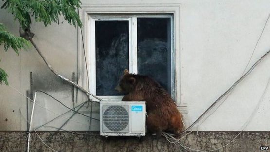 A handout picture provided by the Georgian Prime Minister's press office shows a runaway bear sitting on the window of the second floor of a building on the flooded street in Tbilisi, Georgia on 14 June 2015