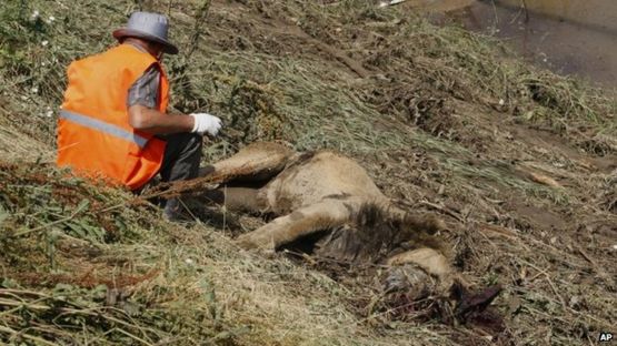 A municipal worker sits near the body of a lion at a flooded zoo area in Tbilisi (14 June 2015)