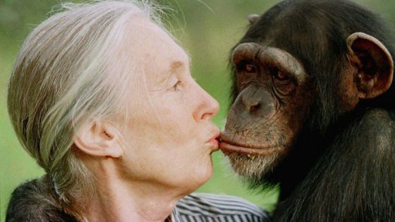 _91302104_chimpances_ap.jpg (560×315)