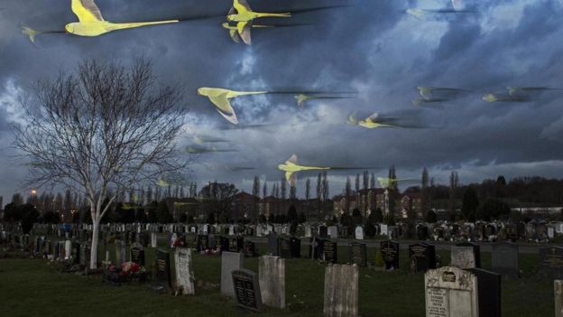 Periquitos de collar.