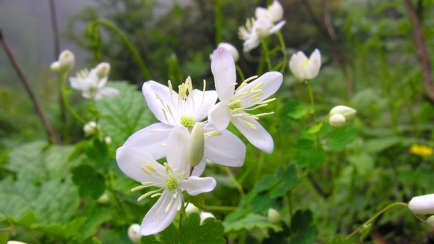 Thalictrum - genus of herbaceous perennial flowering plants