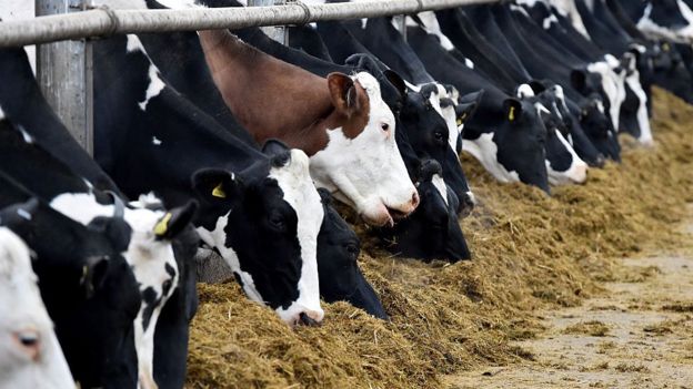 Vacas