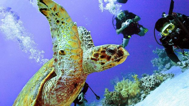 பச்சை ஆமை