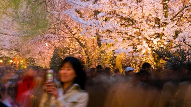 Ваби-саби - это, например, осознание мимолетного великолепия цветущей сакуры