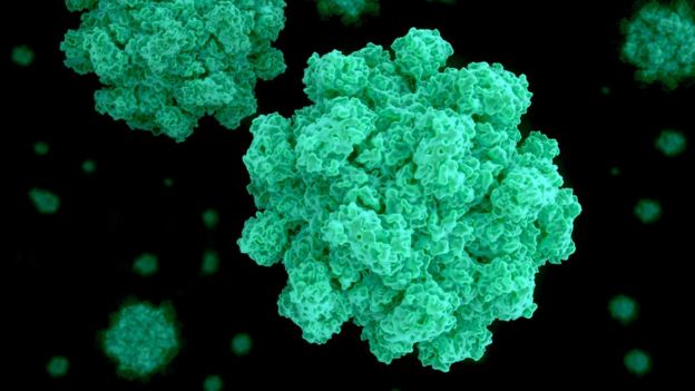 Norovirus