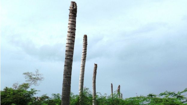 Dead palm trees in Antigua - December 2015