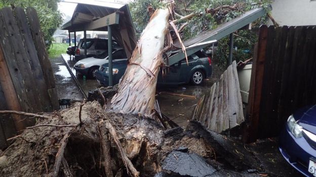 Un árbol de eucalipto se derrumbó este viernes encima de un automóvil en la localidad de Goleta, California.