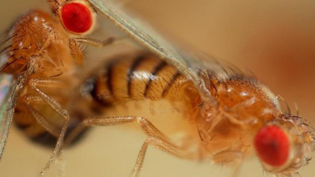 Спаривание плодовых мушек (Drosophila melanogaster)