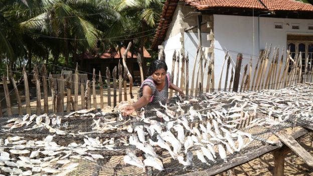 Sri Lankan woman drying fish (Image: Seacology)