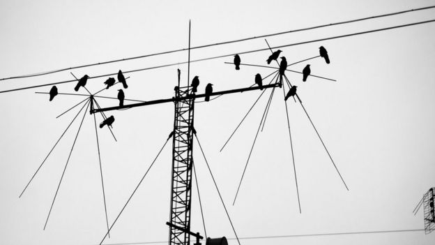 Aves posadas en una antena
