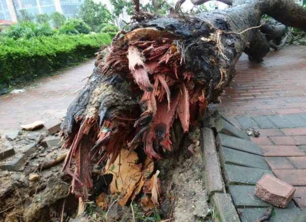 This photograph taken on October 4, 2015 shows a tree blown down during typhoon Mujigae swept the area in Zhanjiang, south China