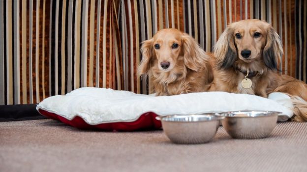 Two dogs at the Milestone Hotel in London