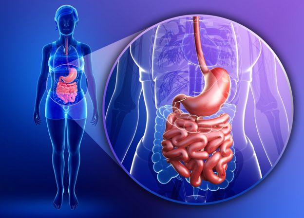 Gráfico del aparato digestivo del ser humano