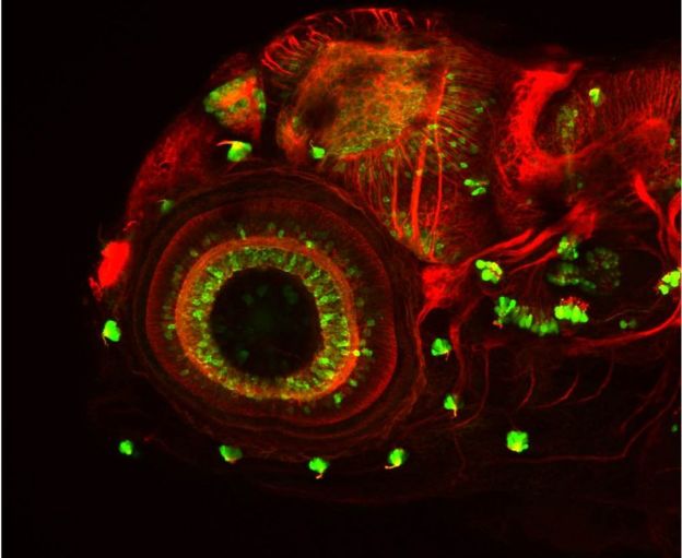 Zebrafish embryo