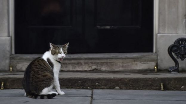 Larry the cat in Downing Street