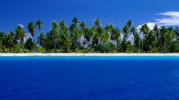 palm trees and sandy beach