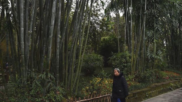 This photo taken on March 24, 2016 shows a woman walking past bamboo in a park dedicated to Tang Dynasty poet Du Fu, in Chengdu