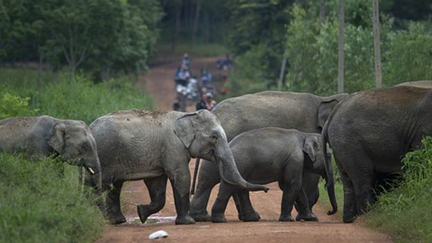 වගා බිම් සොයා යන තායි අලි රංචුවක්