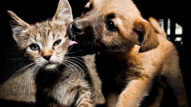 Perro besando a un gato