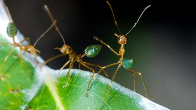 Азиатские муравьи-портные (Oecophylla smaragdina)